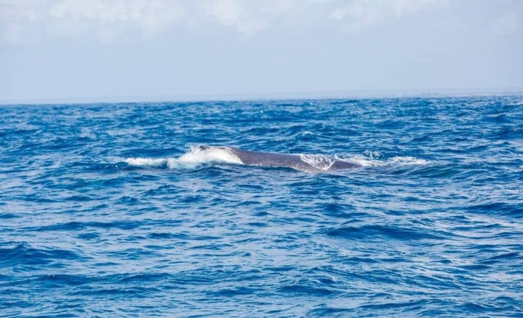 Whale tail splashing in the water near Wasini Island