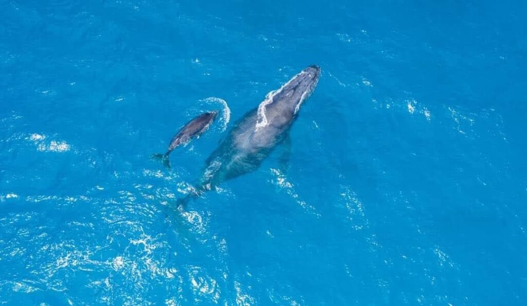 Whale swimming with its calf in Wasini waters