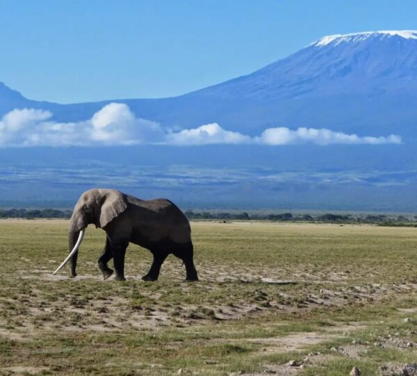 Elephant at Amboseli National Park with Mount Kilimanjaro
